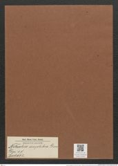 Nitzschia amphibia Grun. (de-Toni-Nr.: Genus 47, Species 2132) Zeichnungen Sammlung Grunow Mappe 02261 (Herbarium_W_Grunow_drawings_Folder_02261)